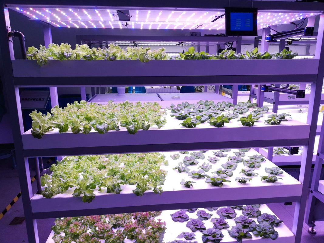 Behälterart Grünfuttermaschine Hydroponische kommerzielle Sprießmaschine